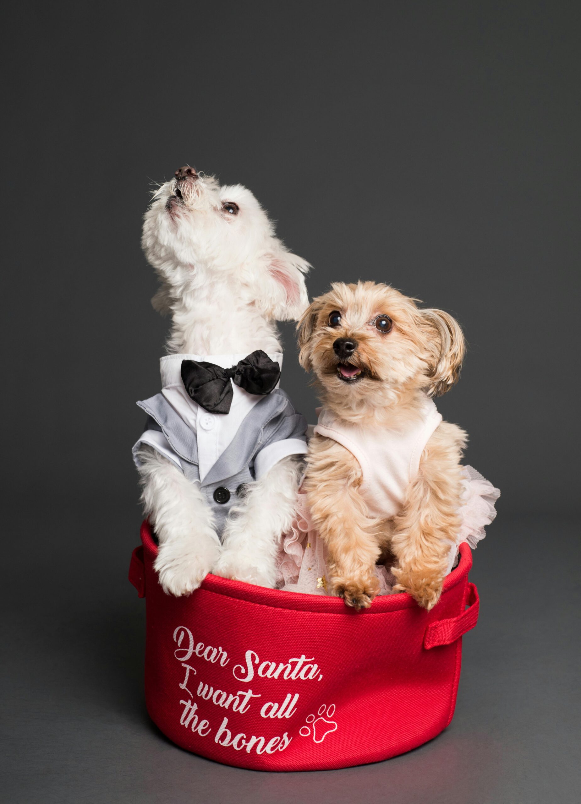 Adorable puppies dressed in festive attire sitting in a Santa-themed red basket.